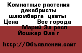 Комнатные растения, декабристы (шлюмберга) цветы › Цена ­ 300 - Все города  »    . Марий Эл респ.,Йошкар-Ола г.